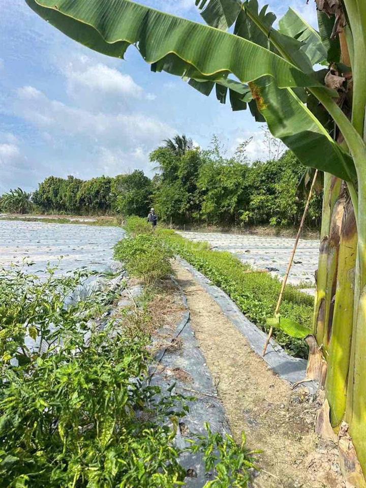 Gần 2 Công Đất Lúa Gần Lộ 40M Nguyễn Văn Linh