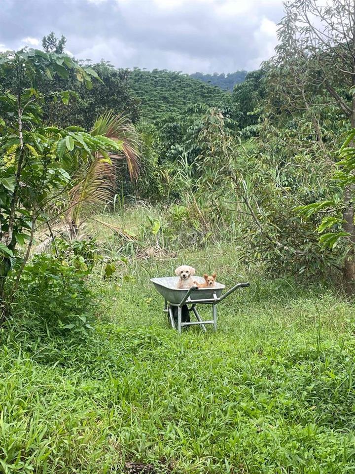 Bán 500m đất nông nghiệp tại Sở Lăng, phường 10 - Đà Lạt