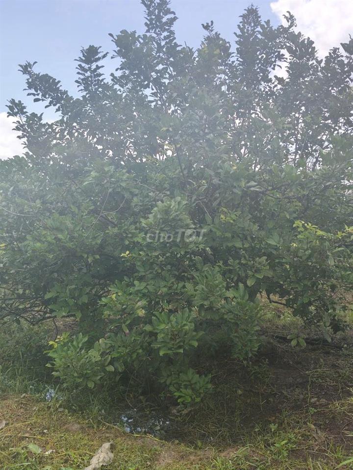 cần bán 7 sào nhà + đất (60*117) hẻm 4.5m thông, cách khu phân lô 80m