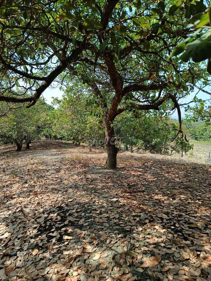 BÁN ĐẤT ĐỊNH QUÁN