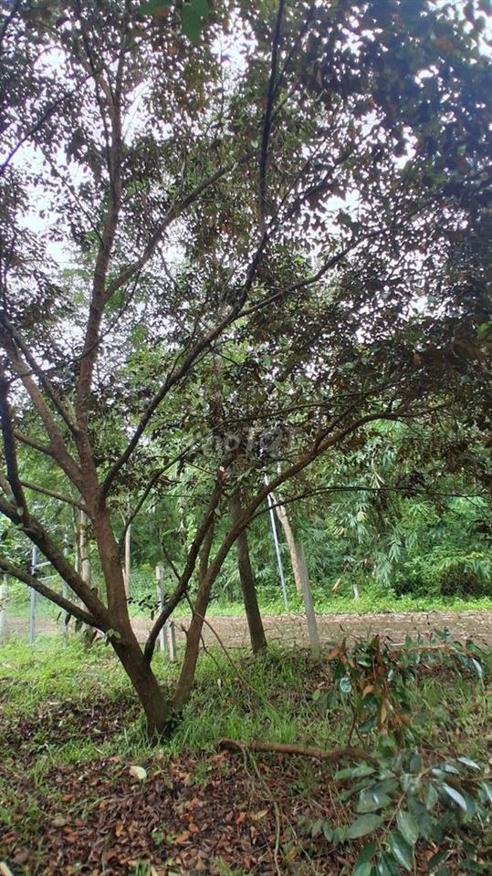 Đất Láng Lớn, Châu Đức, BR-VT vuông vắn, đượng nội bộ 5m, có suối