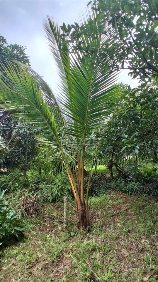 Đất Láng Lớn, Châu Đức, BR-VT vuông vắn, đượng nội bộ 5m, có suối