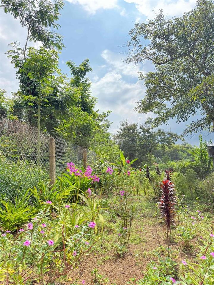 4700m2 CÓ 300m2 THỔ CƯ HẺM ÔTÔ GẦN TRUNG TÂM TP BMT