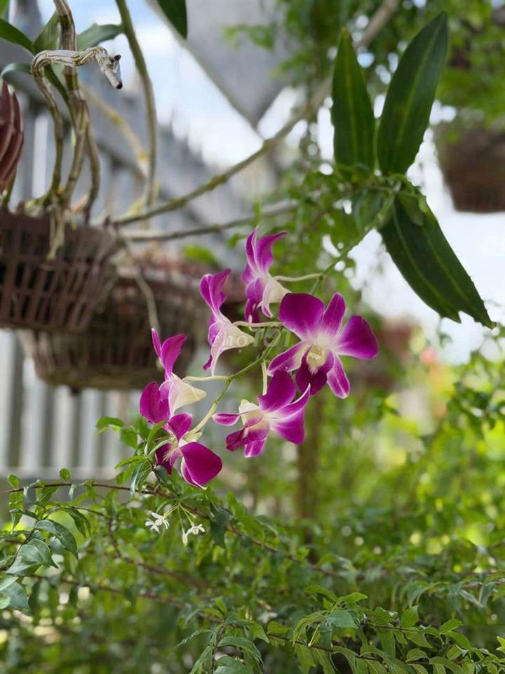 bán đất nền full thổ cư