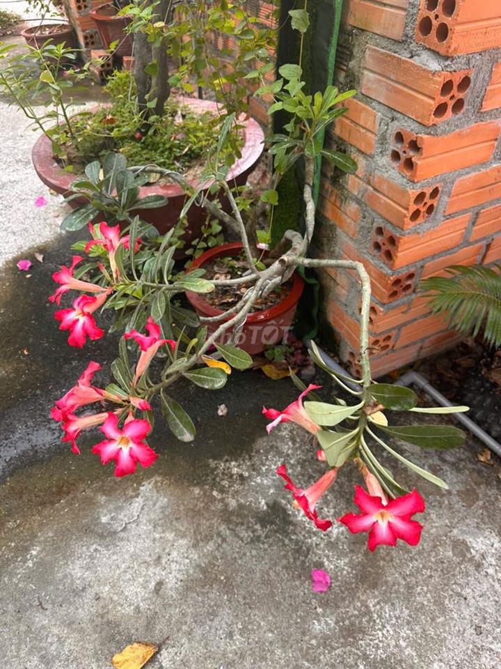 PHÒNG CHO THUÊ DÀI HẠN HOẶC NGẮN HẠN HOMESTAY