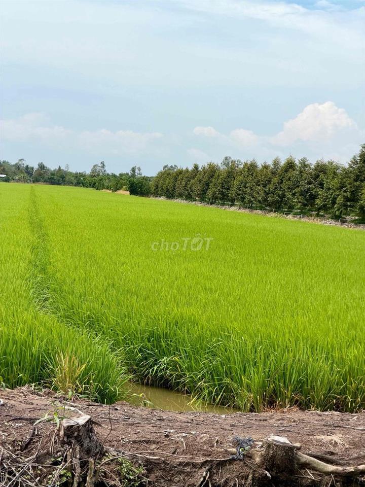 BÁN ĐẤT TRỒNG LÚA KÊNH 500 XÃ ĐỐC BINH KIỀU