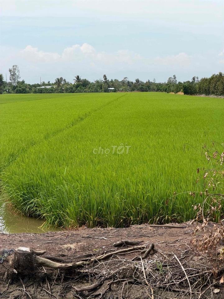 BÁN ĐẤT TRỒNG LÚA KÊNH 500 XÃ ĐỐC BINH KIỀU