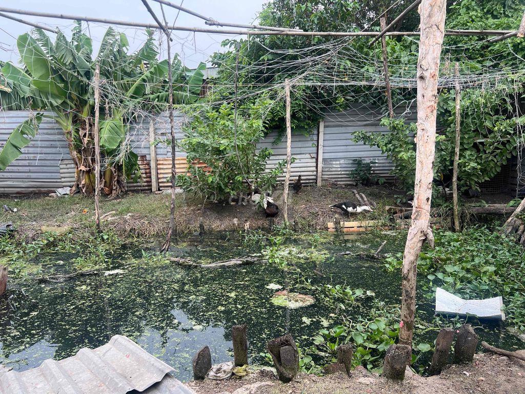 Bán đat thạnh xuan 14( Thoi an moi)