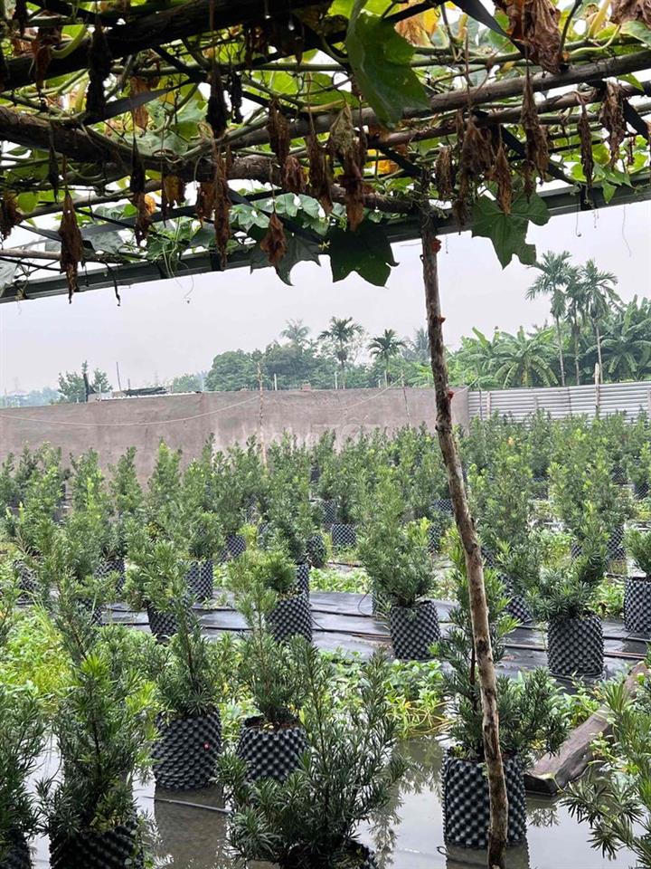 Bán đat thạnh xuan 14( Thoi an moi)