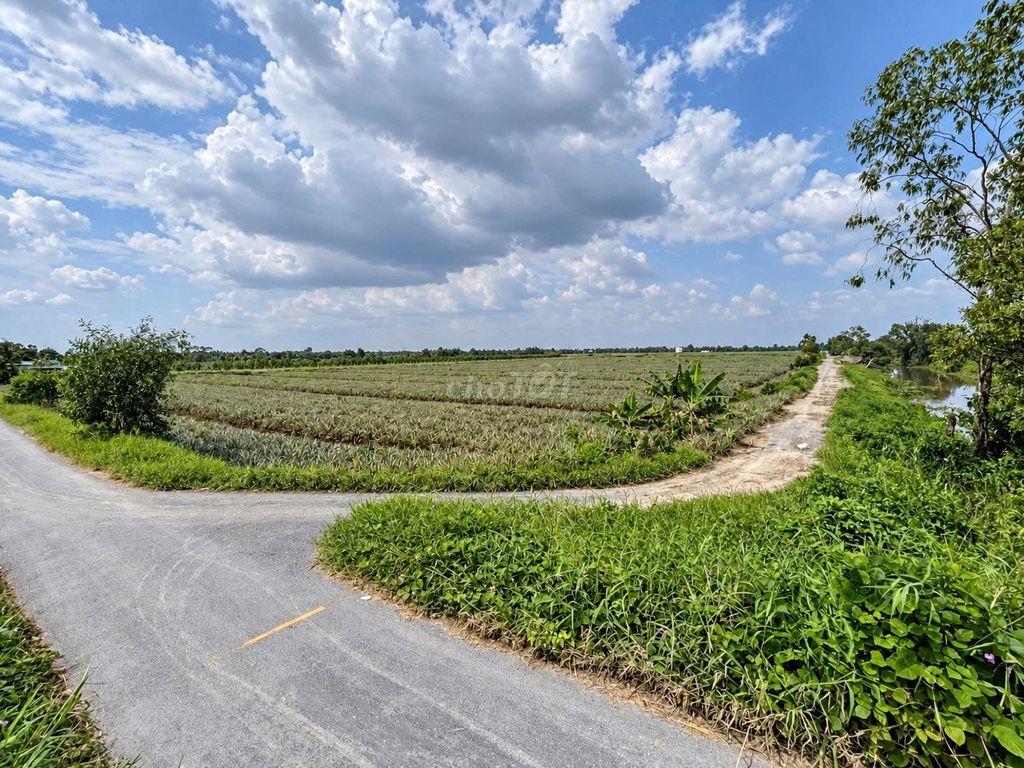 CẦN BÁN ĐẤT THỔ VƯỜN ĐẸP – TÂN PHƯỚC, TIỀN GIANG (ĐỒNG THÁP MỚI)
