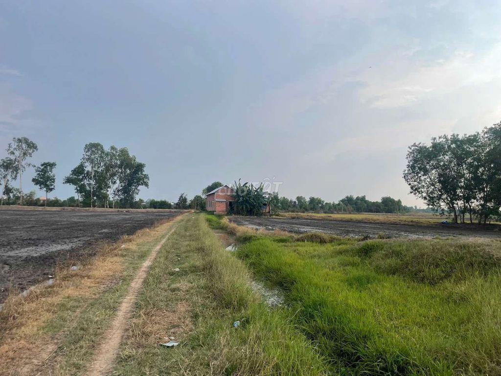 🔥 CẦN BÁN ĐẤT TÂN PHÚ – ĐỨC HÒA, TÂY NINH