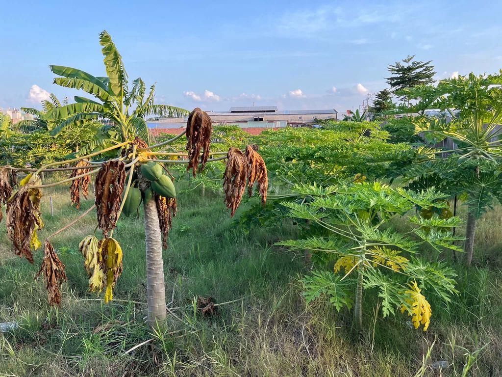 đất bán