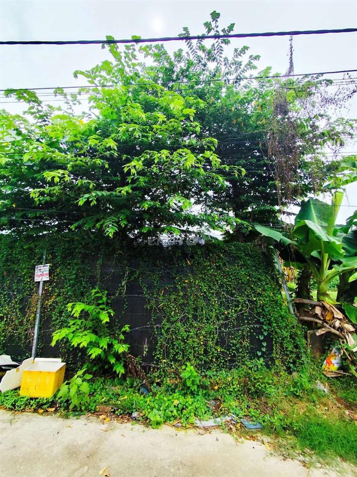 ĐẤT THỔ CƯ HXH THẠNH XUÂN 52 GẦN SÔNG VÀM THUẬT