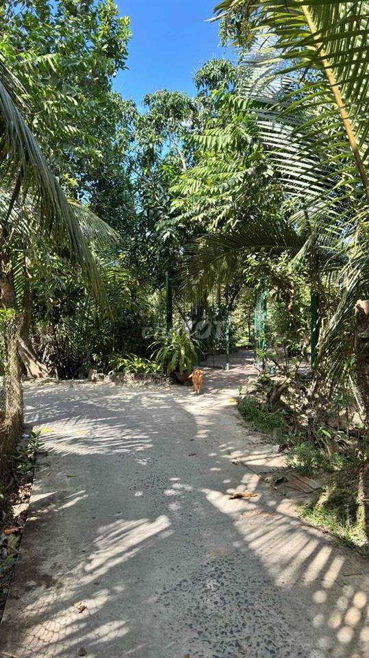 🏡 Chính chủ cần bán đất vườn đang trồng sầu riêng 4 năm tuổi đang trái