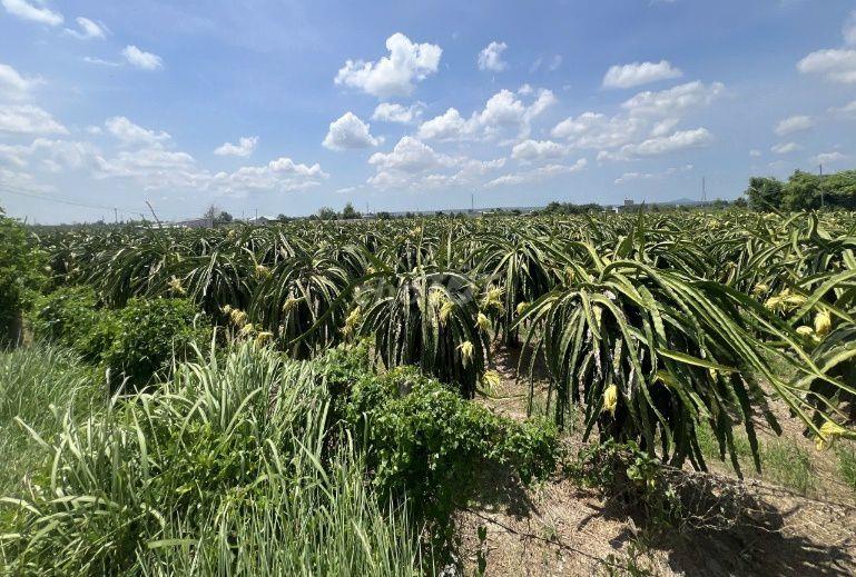 Đất vườn thanh long 32.970 m² tại Hàm Minh, Hàm Thuận Nam