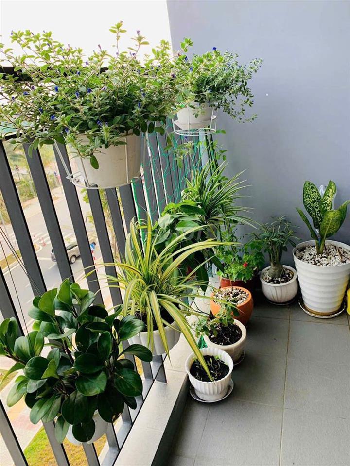Cho thuê căn S101 1PN+ FULL NỘI THẤT