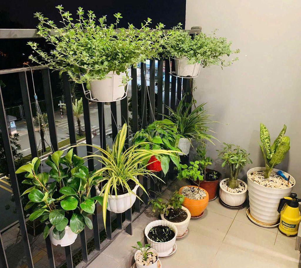 Cho thuê căn S101 1PN+ FULL NỘI THẤT
