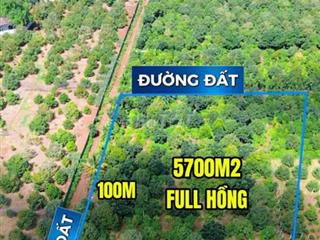 Chính chủ bán 5,7 sào rẩy sầu riêng full hồng, 3 mặt tiền Phước An