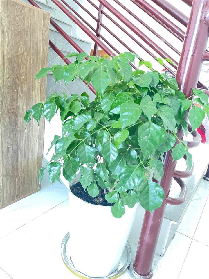bán nhà giấy tờ tay chính chủ quận Tân Bình