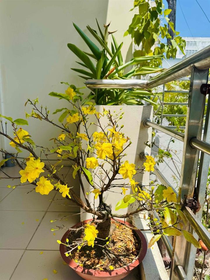 cho thuê phòng trọ