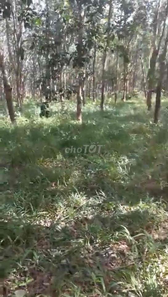 BÁN 2HA MẶT TIỀN QUỐC LỘ 24 – CÁCH MĂNG ĐEN CHƯA TỚI 10KM