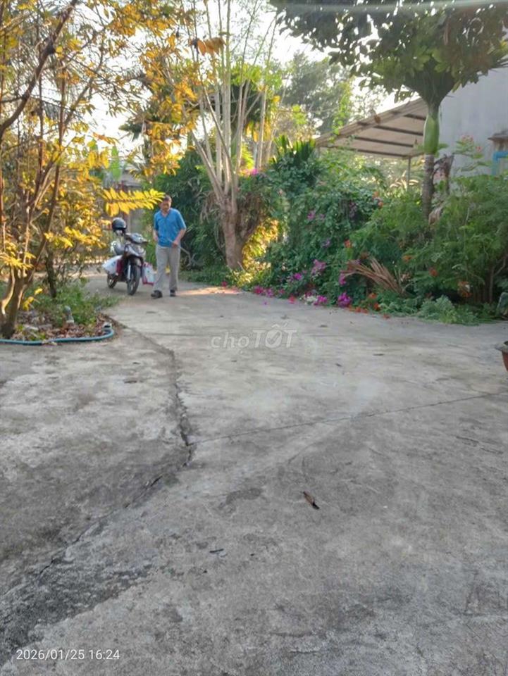 BÁN NHÀ VƯỜN ĐẸP 1.017M² NHIỀU MAI VÀNG XUÂN LỘC, GIÁ CHỈ 1,5 TỶ