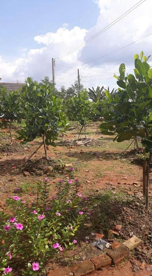 CHÍNH CHỦ CẦN BÁN  1.717,5 M² ĐẤT TẠI MANG THÍT VĨNH LONG GIÁ 2,5 TỶ