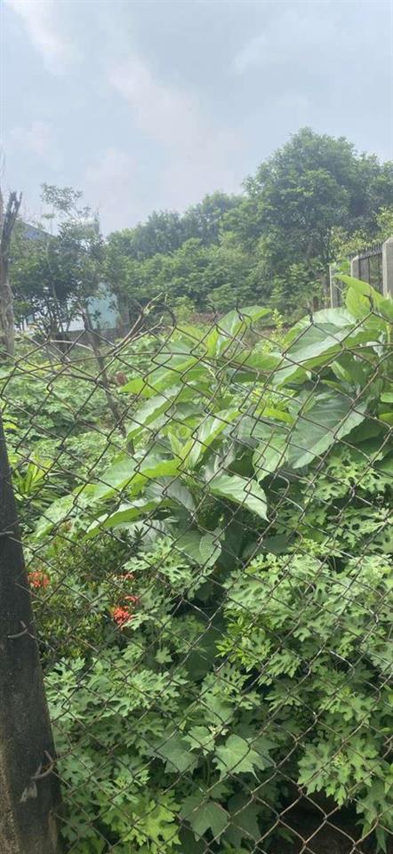 [BÁN GẤP] Lô đất thị xã Bình Long 181.5m², Sổ hồng riêng, giá 1.2 tỷ