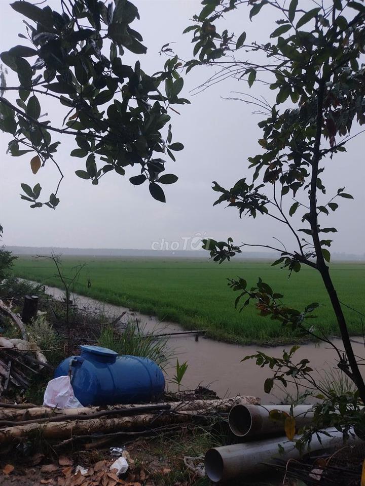 Bán Đất Ruộng Lương An Trà, Tri Tôn, An Giang(địa chỉ cũ)