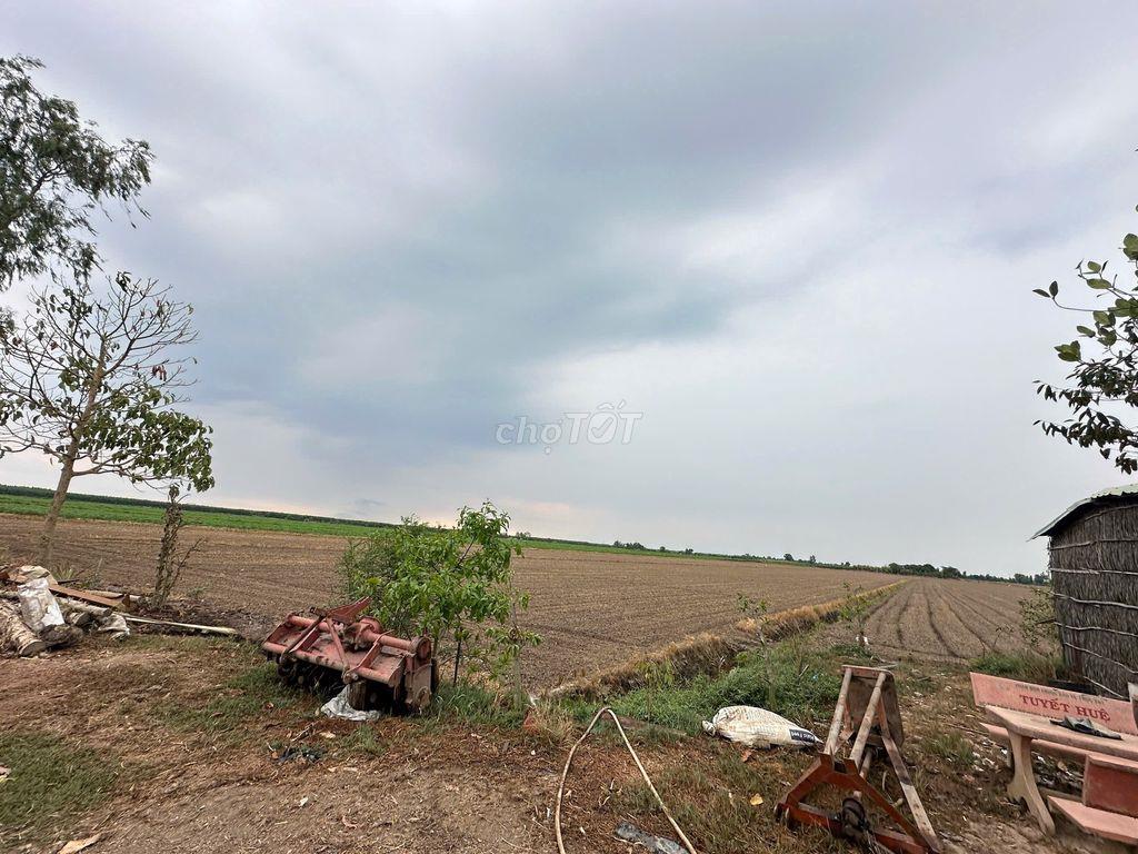 Bán Đất Ruộng Lương An Trà, Tri Tôn, An Giang(địa chỉ cũ)