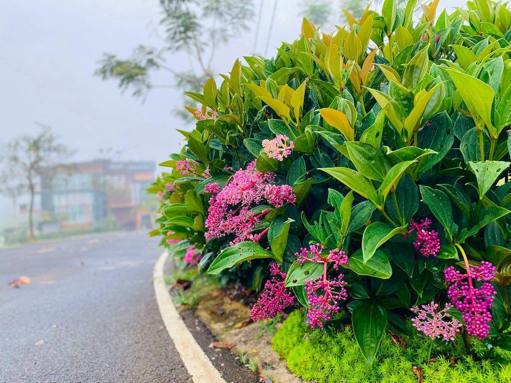 Đất nghỉ dưỡng trung tâm Tp Bảo Lộc chỉ 800tr sổ sẵn