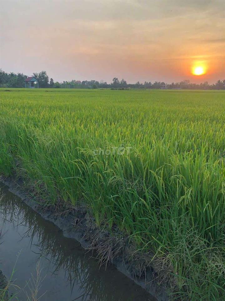 Bán đất nông nghiệp 