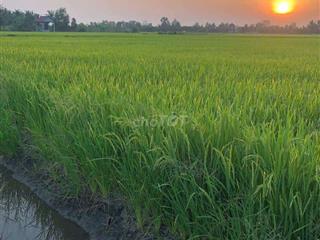 Bán đất nông nghiệp 