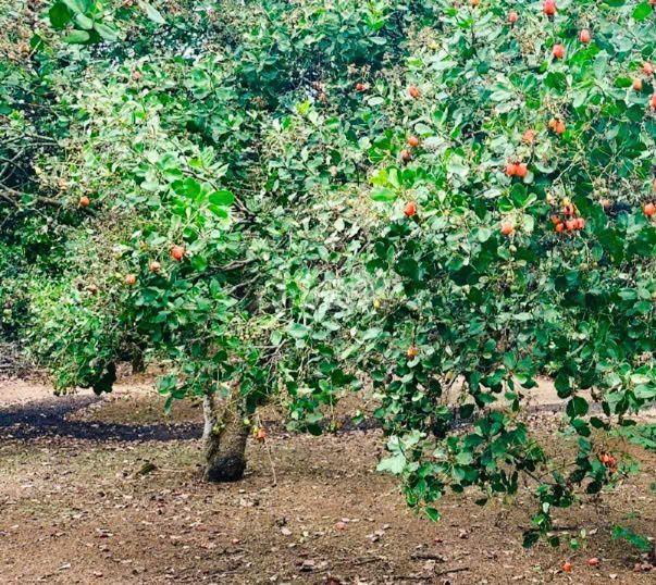 CHỦ CẮT LỖ BÁN GẤP VƯỜN ĐIỀU 2.700m2 TRẢ NỢ CHO CON