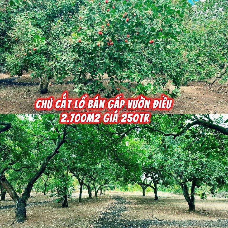 CHỦ CẮT LỖ BÁN GẤP VƯỜN ĐIỀU 2.700m2 TRẢ NỢ CHO CON
