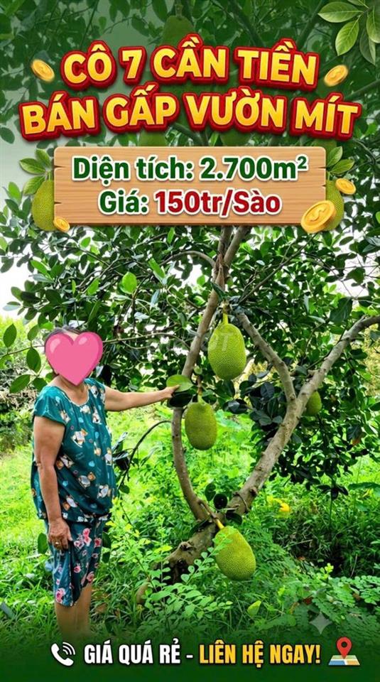 CÔ 7 CẦN TIỀN BÁN GẤP VƯỜN MÍT 2.700m2 . VƯỜN ĐẸP - GIÁ TỐT