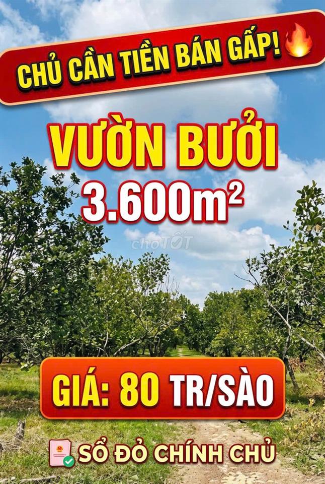 CHỦ CẦN TIỀN BÁN GẤP 3.600M² VƯỜN BƯỞI – GIÁ CỰC TỐT CHỈ 80triệu/ S
