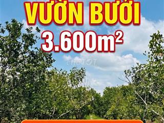 CHỦ CẦN TIỀN BÁN GẤP 3.600M² VƯỜN BƯỞI – GIÁ CỰC TỐT CHỈ 80triệu/ S