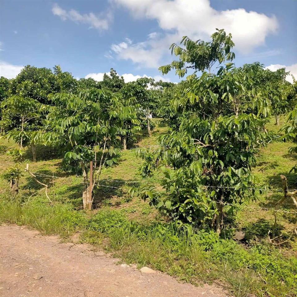Đất Mặt Tiền 2 SỔ 10000M2
