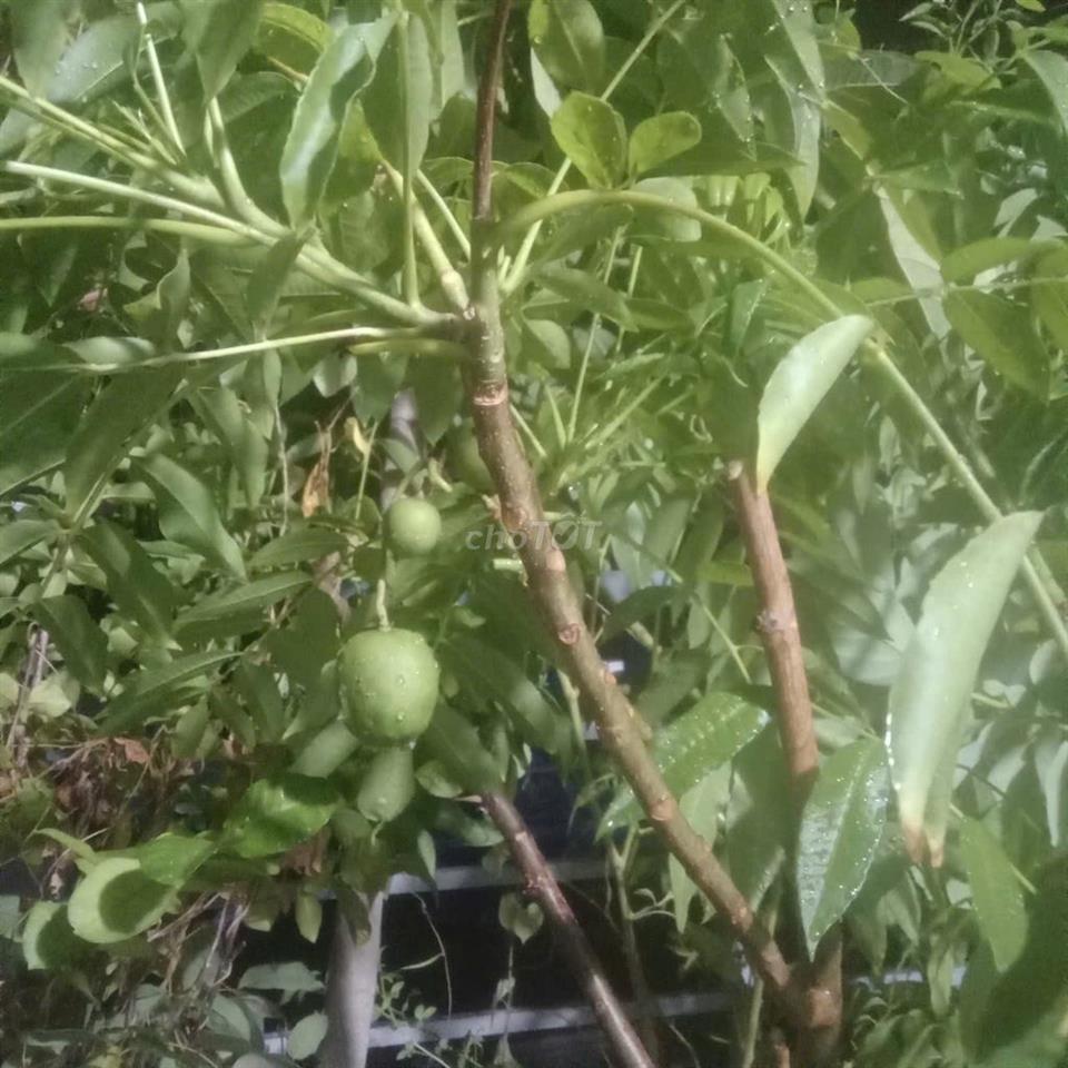 Phòng trọ lầu 2 giá mềm Quận 3