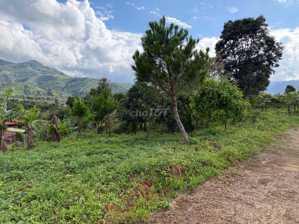 Cho thuê đất làm homestay- quán cà phê