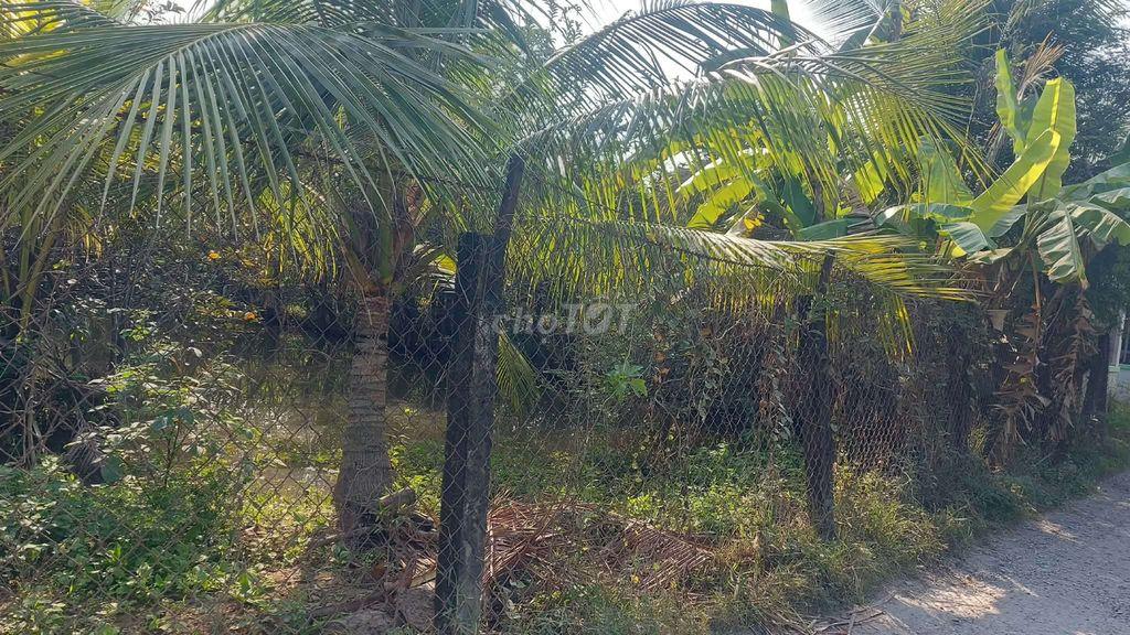 Em bán miếng đất vườn ngay sát chợ Bình Chánh