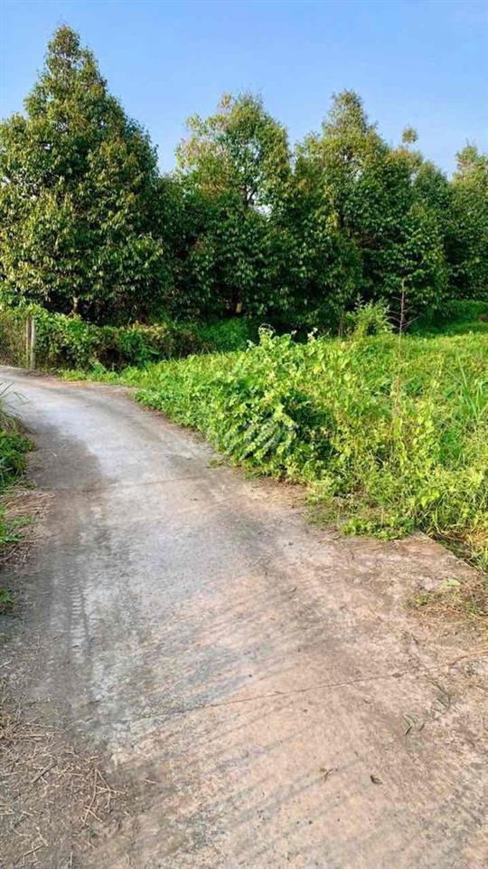 Đất An Phước Cái Nhum 722,6m2 Cây Lâu Năm