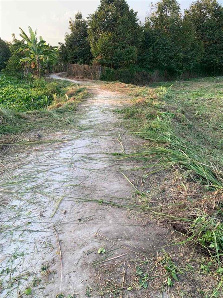 Đất An Phước Cái Nhum 722,6m2 Cây Lâu Năm