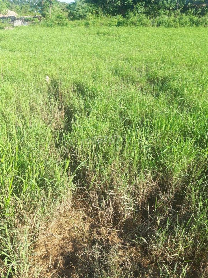 bán đất nông nghiệp