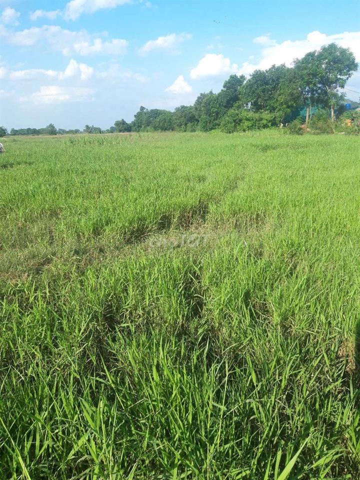 bán đất nông nghiệp