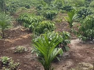 Bán đất nông nghiệp
