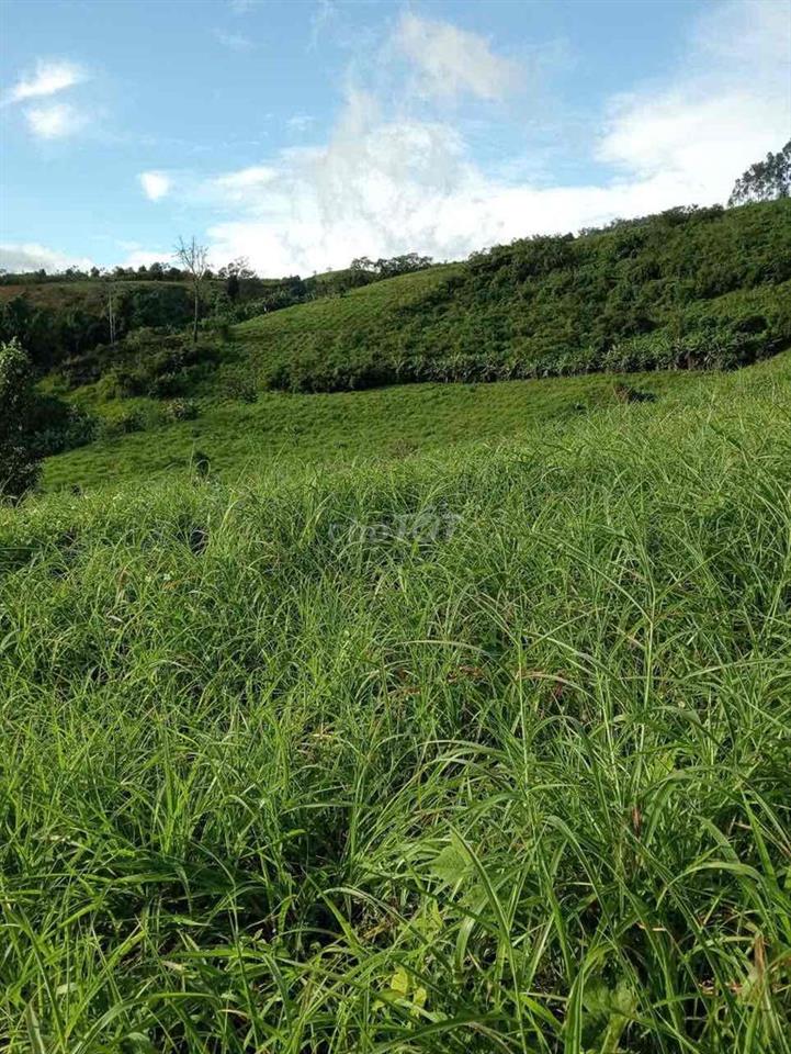 Đất rẫy Đăk Lắk