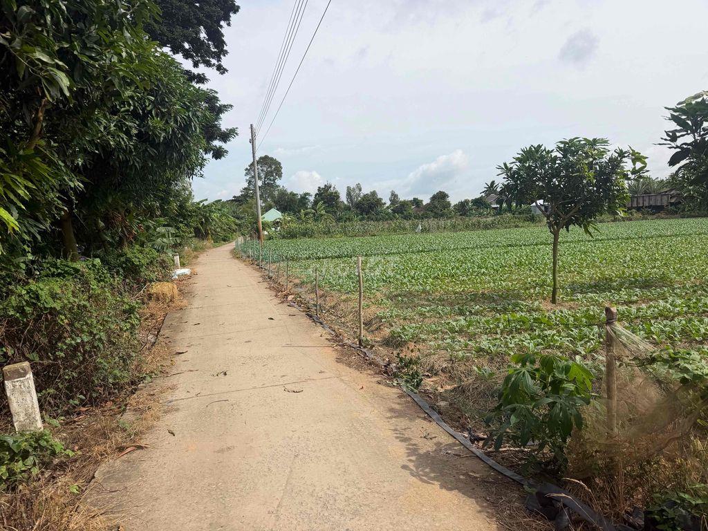 BÁN ĐẤT CÂY LÂU NĂM TẠI CỒN BÀ HOÀ  XÃ BÌNH THẠNH HUYỆN CHÂU THÀNH AG
