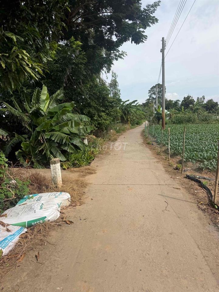 BÁN ĐẤT CÂY LÂU NĂM TẠI CỒN BÀ HOÀ  XÃ BÌNH THẠNH HUYỆN CHÂU THÀNH AG